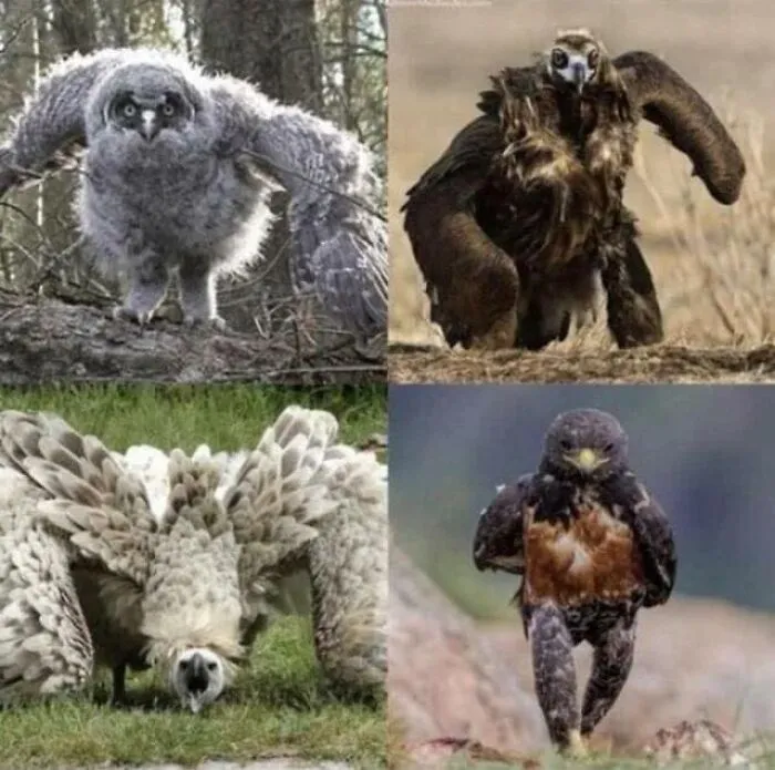 50 "Cursed" Pictures Shared By The 'Birds With Threatening Auras' Online Page