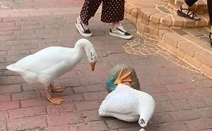 50 "Cursed" Pictures Shared By The 'Birds With Threatening Auras' Online Page