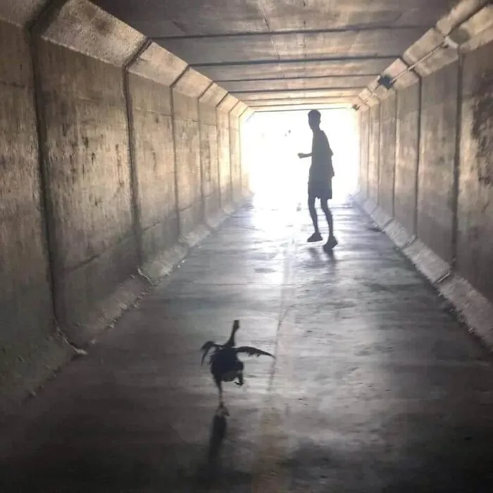 50 "Cursed" Pictures Shared By The 'Birds With Threatening Auras' Online Page