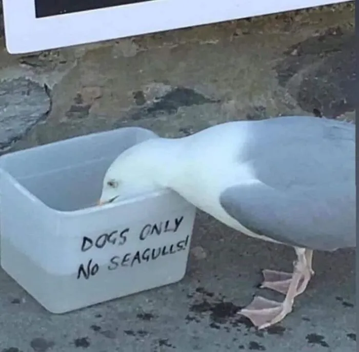 50 "Cursed" Pictures Shared By The 'Birds With Threatening Auras' Online Page