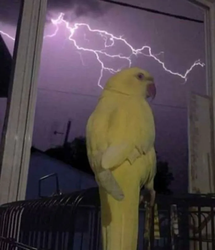 50 "Cursed" Pictures Shared By The 'Birds With Threatening Auras' Online Page