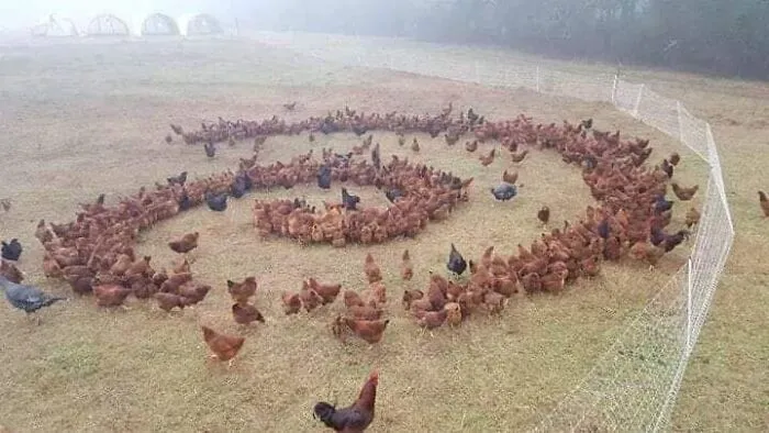 50 "Cursed" Pictures Shared By The 'Birds With Threatening Auras' Online Page