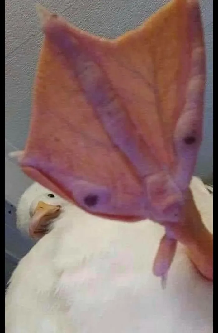 50 "Cursed" Pictures Shared By The 'Birds With Threatening Auras' Online Page