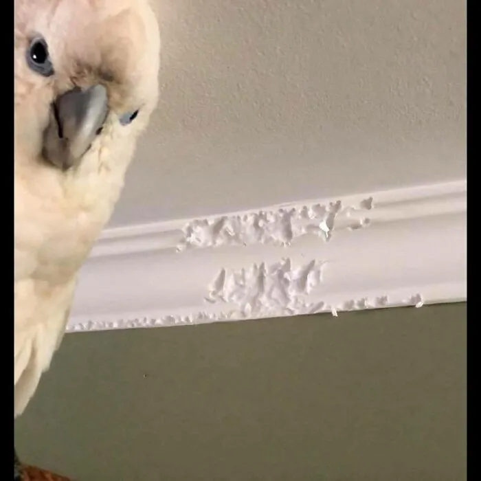 50 "Cursed" Pictures Shared By The 'Birds With Threatening Auras' Online Page
