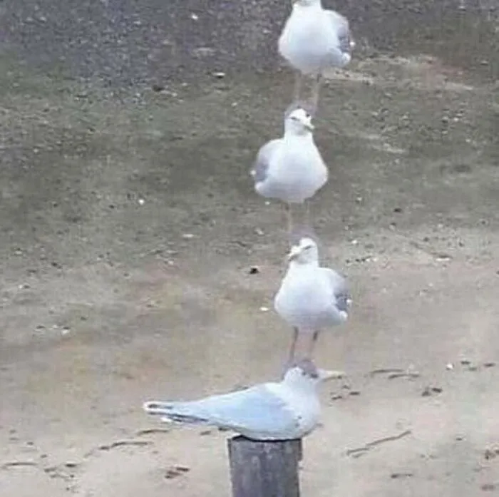 50 "Cursed" Pictures Shared By The 'Birds With Threatening Auras' Online Page