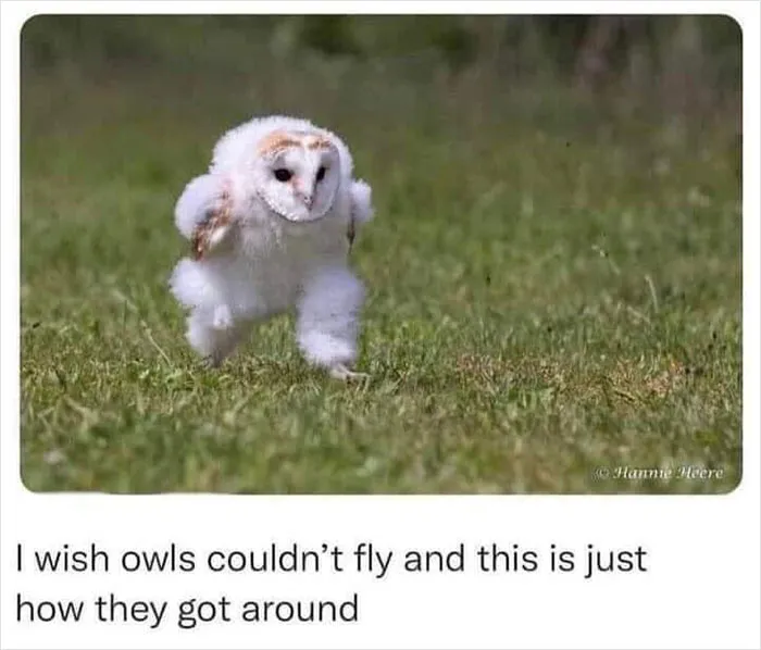 39 Giggle-Worthy Memes Where Birds Took Center Stage