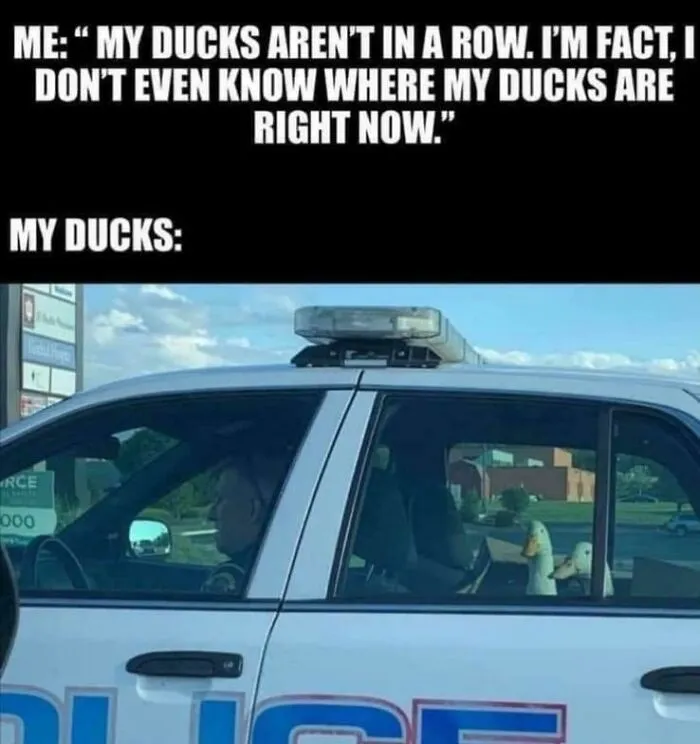 39 Giggle-Worthy Memes Where Birds Took Center Stage
