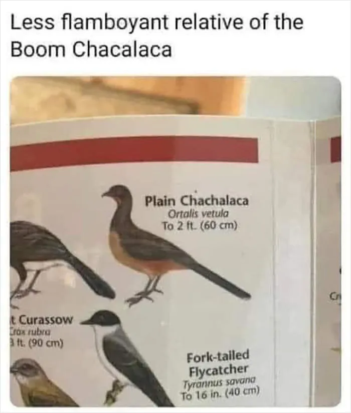 39 Giggle-Worthy Memes Where Birds Took Center Stage
