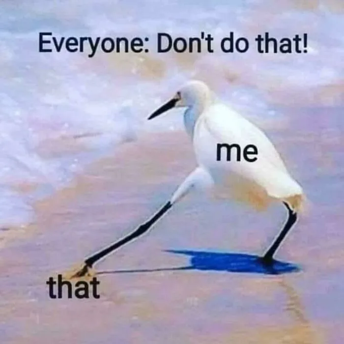 39 Giggle-Worthy Memes Where Birds Took Center Stage