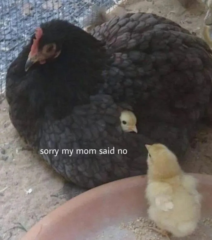 39 Giggle-Worthy Memes Where Birds Took Center Stage