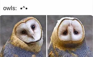 39 Giggle-Worthy Memes Where Birds Took Center Stage