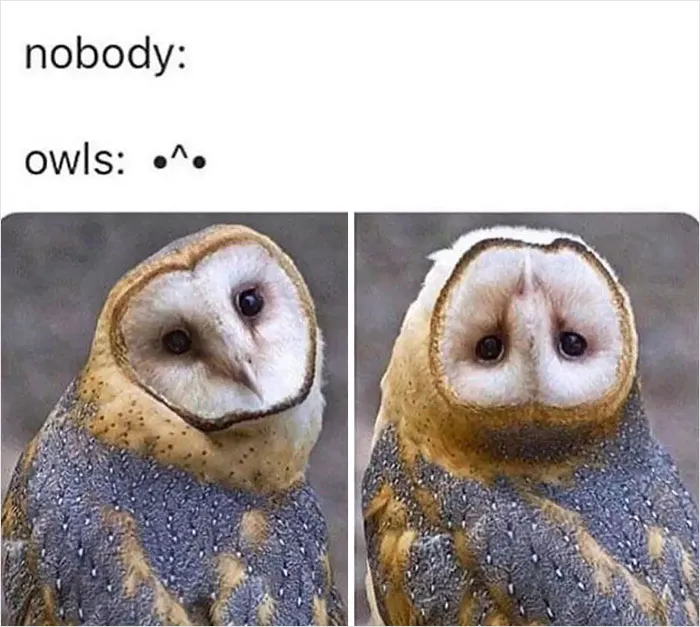 39 Giggle-Worthy Memes Where Birds Took Center Stage