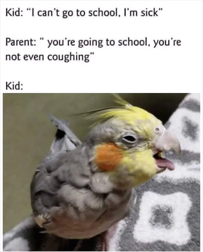 39 Giggle-Worthy Memes Where Birds Took Center Stage