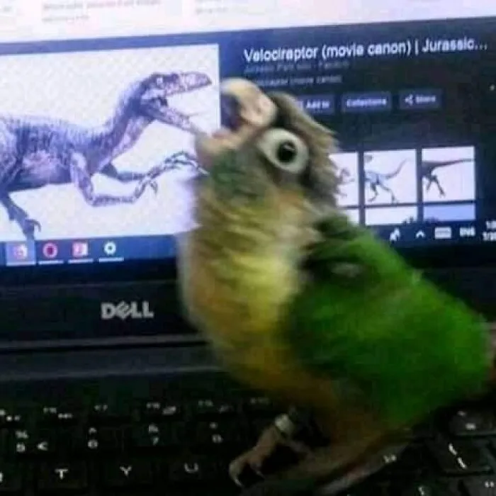 39 Giggle-Worthy Memes Where Birds Took Center Stage