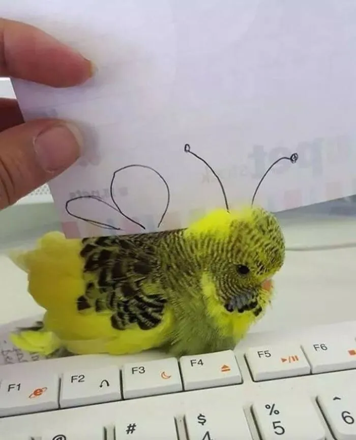 39 Giggle-Worthy Memes Where Birds Took Center Stage