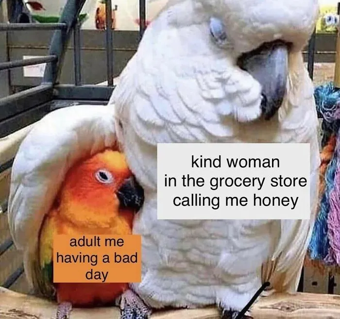 39 Giggle-Worthy Memes Where Birds Took Center Stage