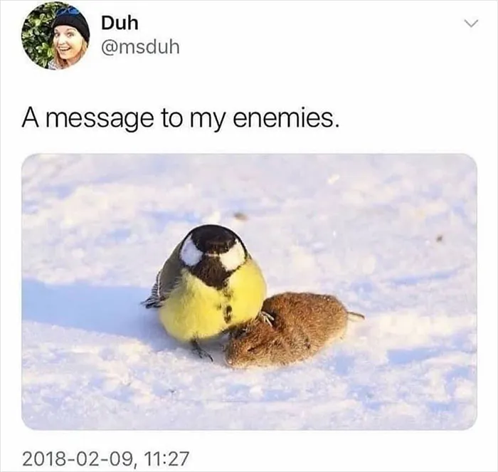 39 Giggle-Worthy Memes Where Birds Took Center Stage