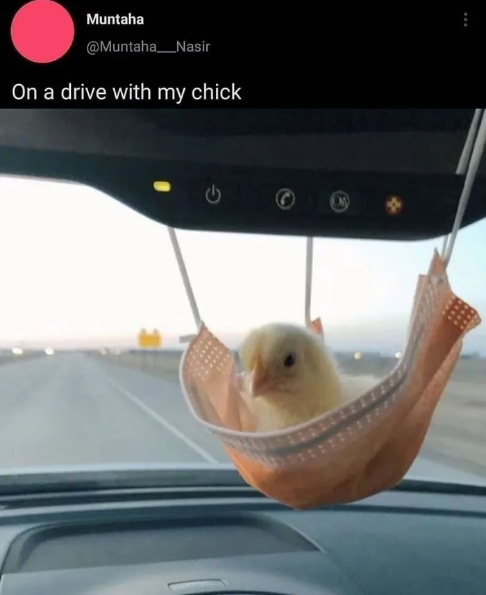 39 Giggle-Worthy Memes Where Birds Took Center Stage