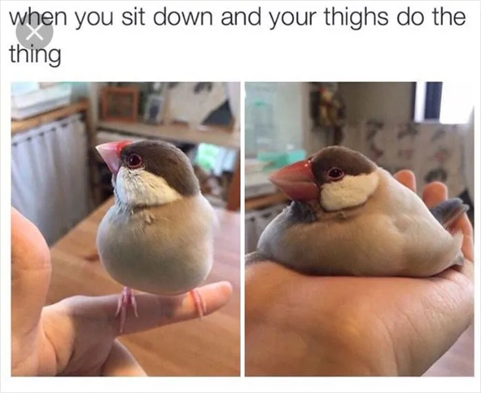 39 Giggle-Worthy Memes Where Birds Took Center Stage