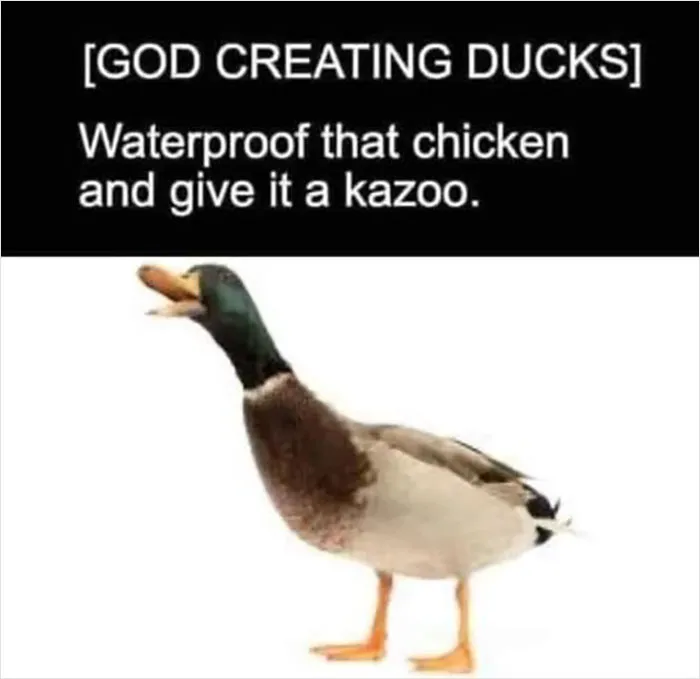 39 Giggle-Worthy Memes Where Birds Took Center Stage