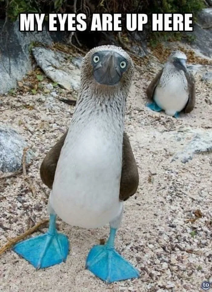 39 Giggle-Worthy Memes Where Birds Took Center Stage