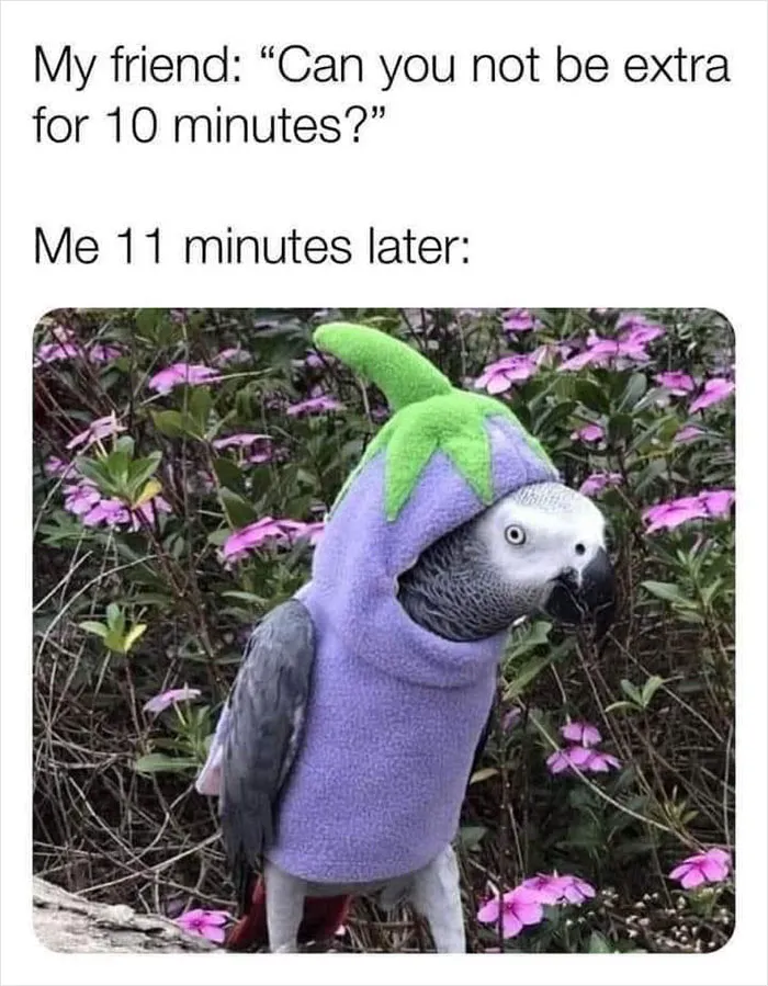 39 Giggle-Worthy Memes Where Birds Took Center Stage
