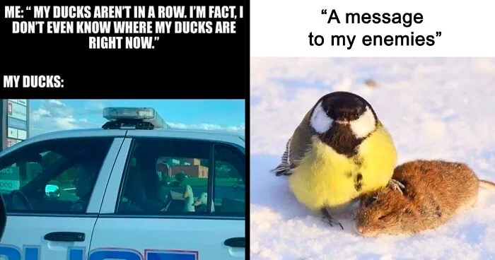 39 Giggle-Worthy Memes Where Birds Took Center Stage