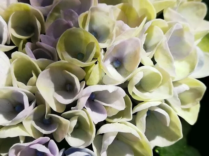 150 Days Of Different Colors. I ❤️ These Flowers