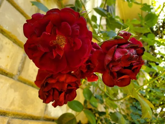 Climbing Roses