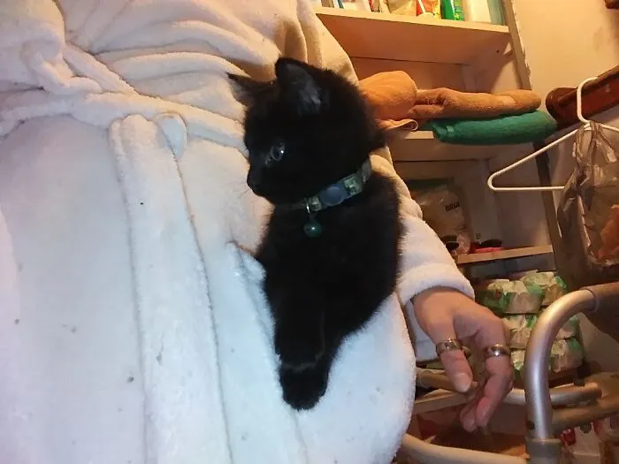 My Kitty Spot. He's A Lot Bigger Now!
