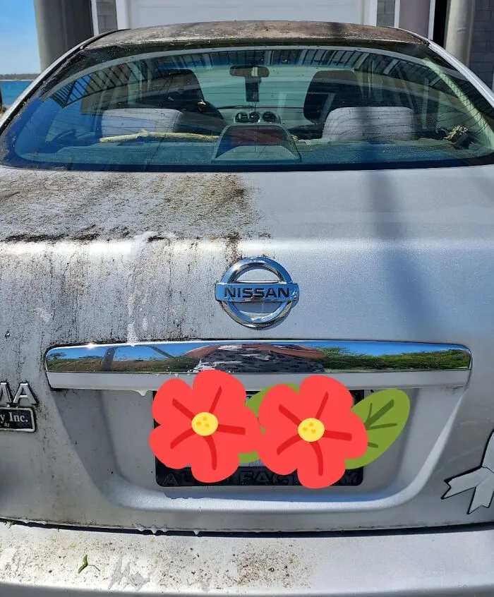 I Park Under A Tree, And My Car Gets Covered With Pollen And Sap. Finally Washed It Today!
