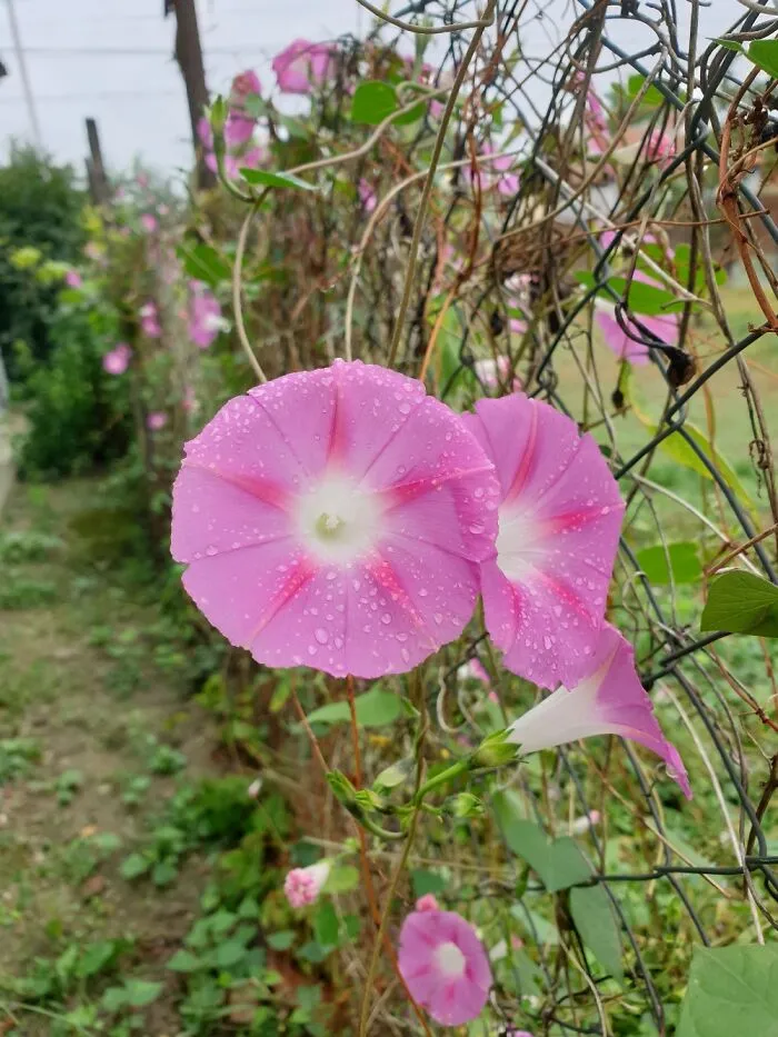 Morning Glory