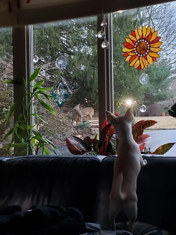 Oh Deer!