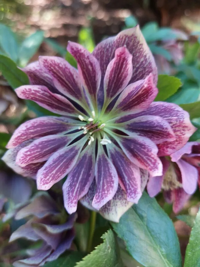 Hellebore In My Garden