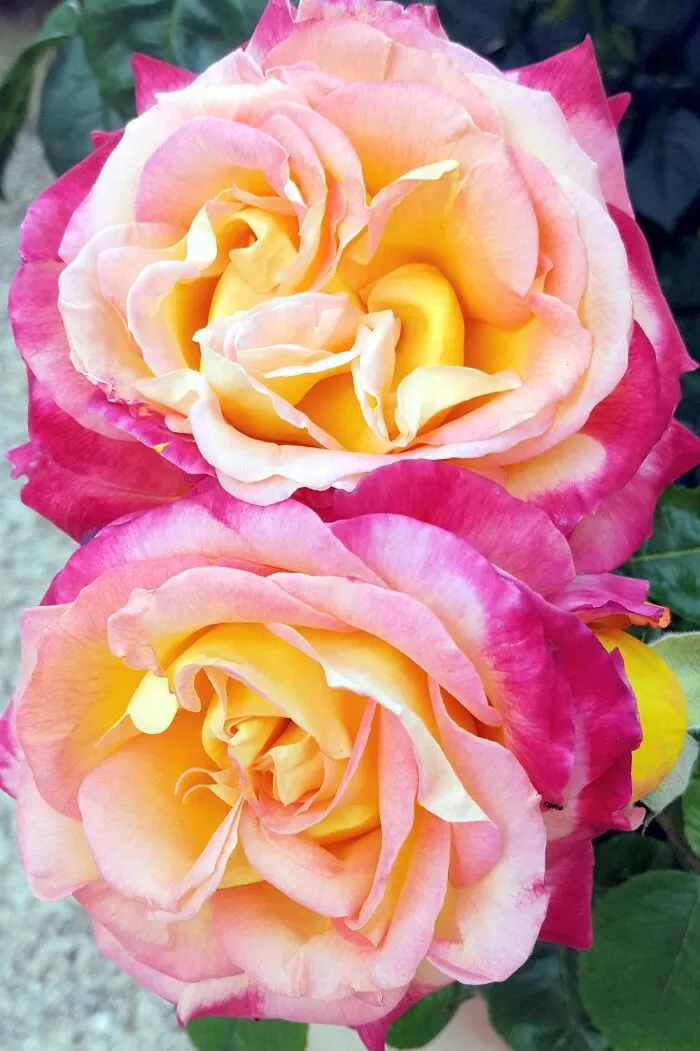 Love The Colors In These!