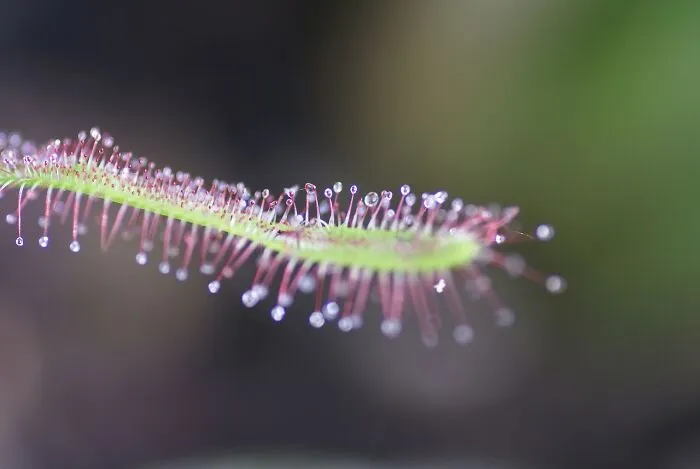 Cape Sundew (Drosera Capensis)