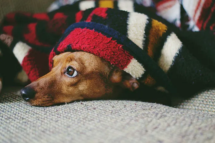 42 Underrated Car Essentials To Stay Ready On The Road