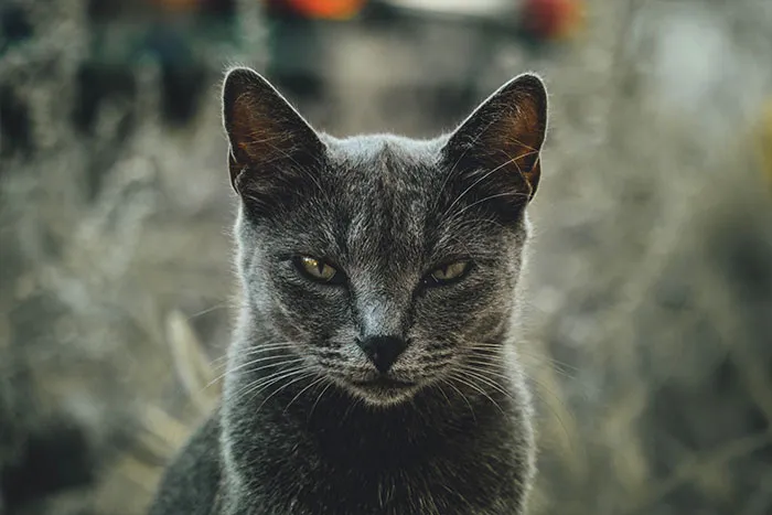 20 reglas absurdas, ingeniosas y sencillamente divertidas que establecen los gatos de la gente