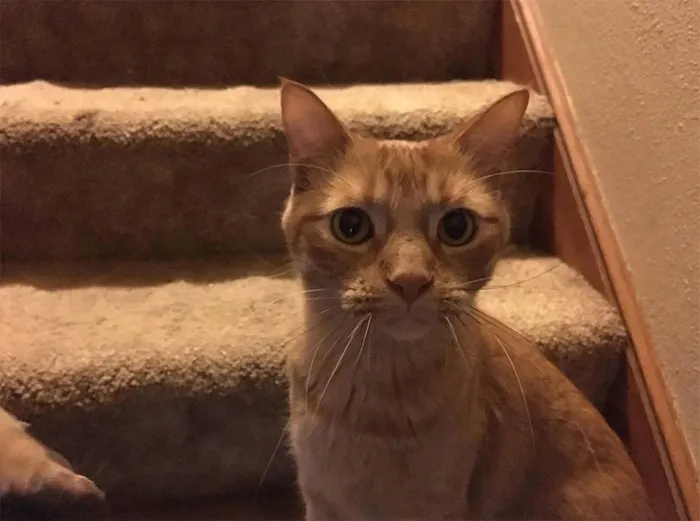 Cat-House-Rules