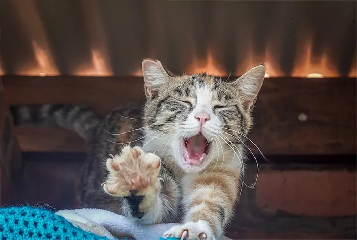 20 reglas absurdas, ingeniosas y sencillamente divertidas que establecen los gatos de la gente