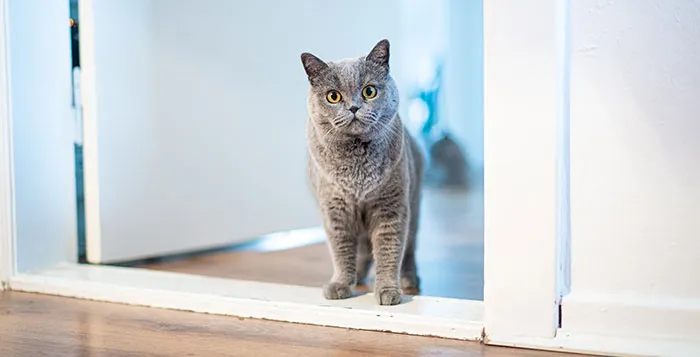 Someone Online Wondered “What Rules Has Your Cat Set In Your Household?” And 46 Folks Delivered