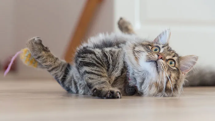 Someone Online Wondered “What Rules Has Your Cat Set In Your Household?” And 46 Folks Delivered
