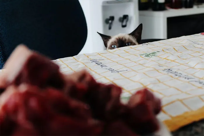 Someone Online Wondered “What Rules Has Your Cat Set In Your Household?” And 46 Folks Delivered