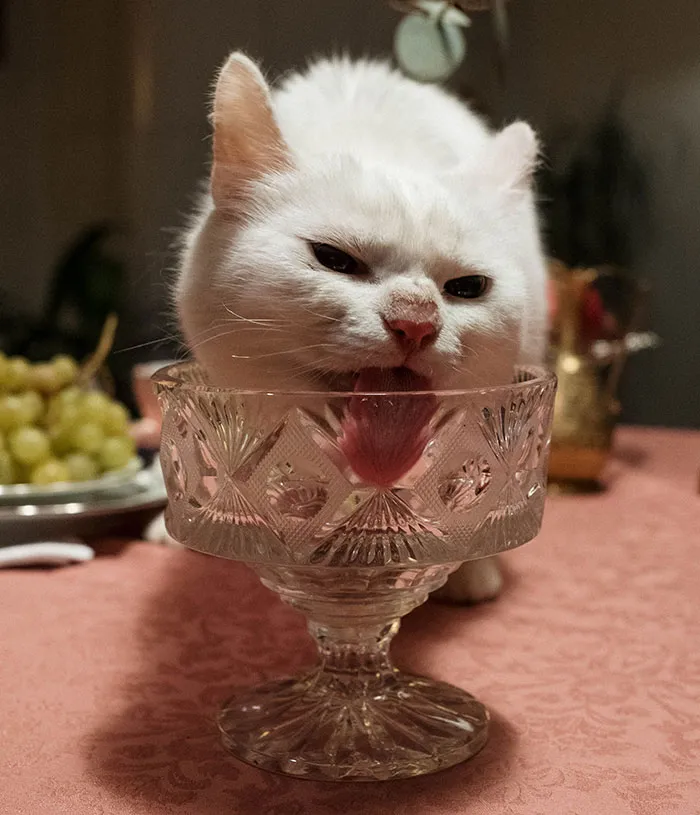 20 reglas absurdas, ingeniosas y sencillamente divertidas que establecen los gatos de la gente