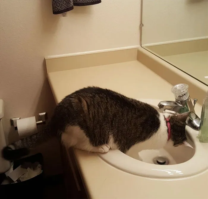 Someone Online Wondered “What Rules Has Your Cat Set In Your Household?” And 46 Folks Delivered