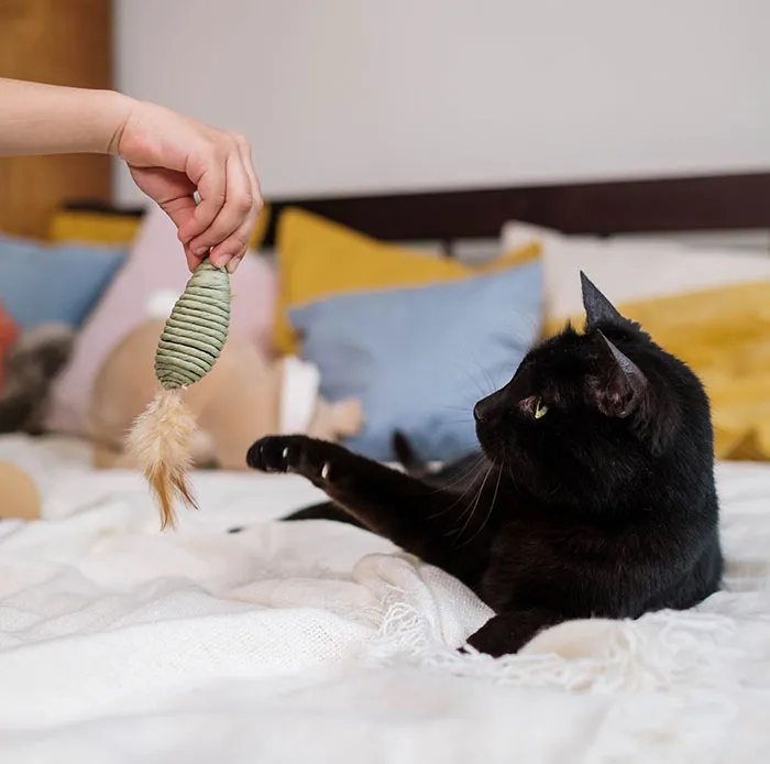20 reglas absurdas, ingeniosas y sencillamente divertidas que establecen los gatos de la gente