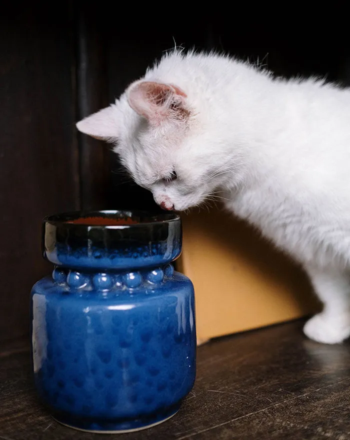 20 reglas absurdas, ingeniosas y sencillamente divertidas que establecen los gatos de la gente