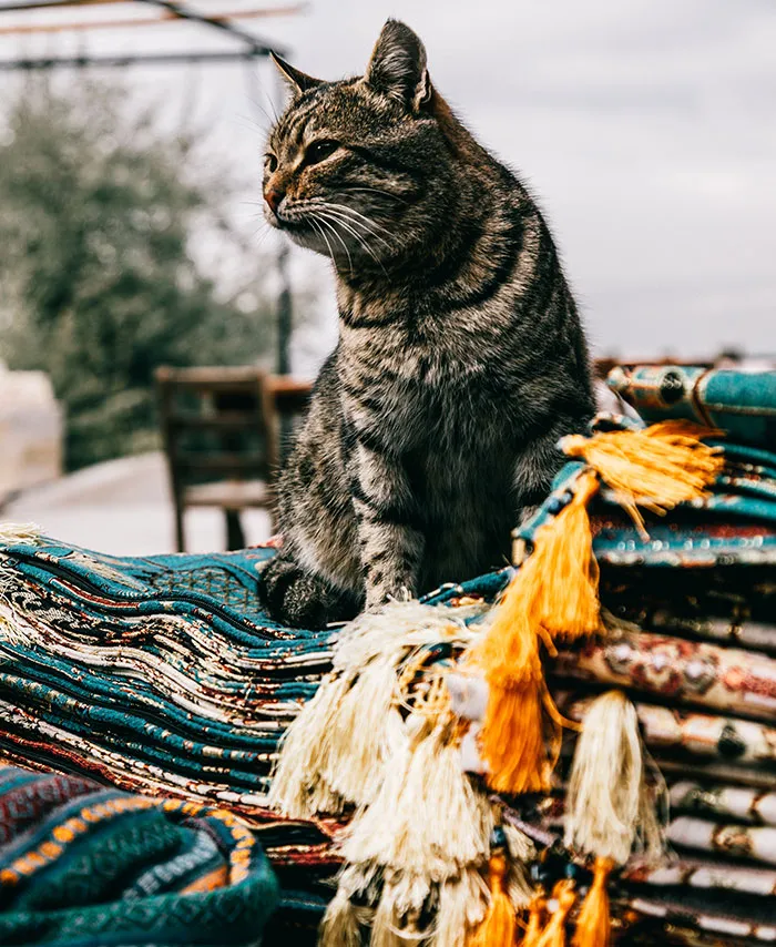 20 reglas absurdas, ingeniosas y sencillamente divertidas que establecen los gatos de la gente