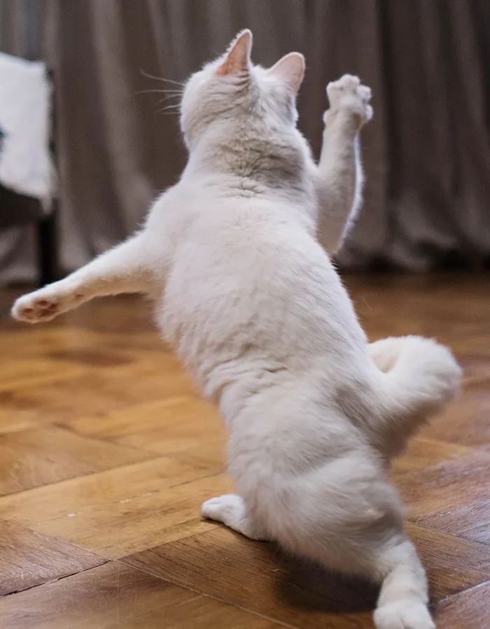 20 reglas absurdas, ingeniosas y sencillamente divertidas que establecen los gatos de la gente