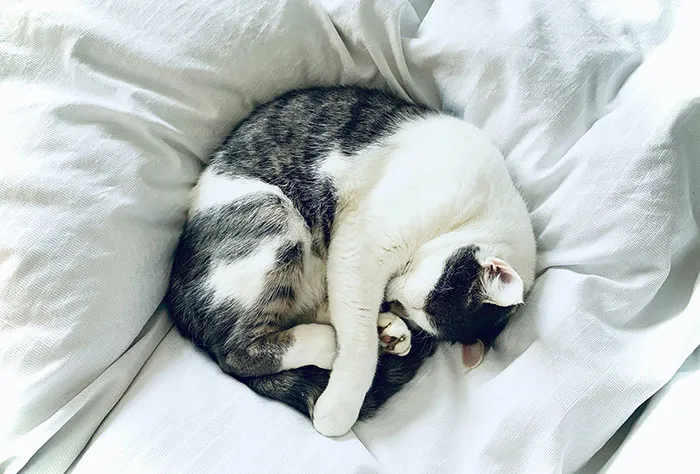 Someone Online Wondered “What Rules Has Your Cat Set In Your Household?” And 46 Folks Delivered